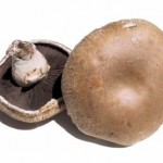Portobello Mushrooms