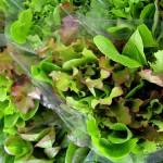 Salad Greens