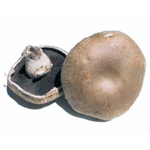 Portobello Mushrooms